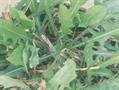 Cichorium intybus